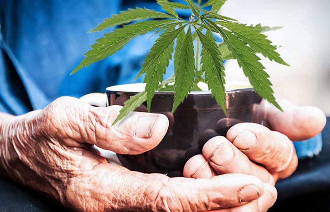 Cannabis and the Elderly