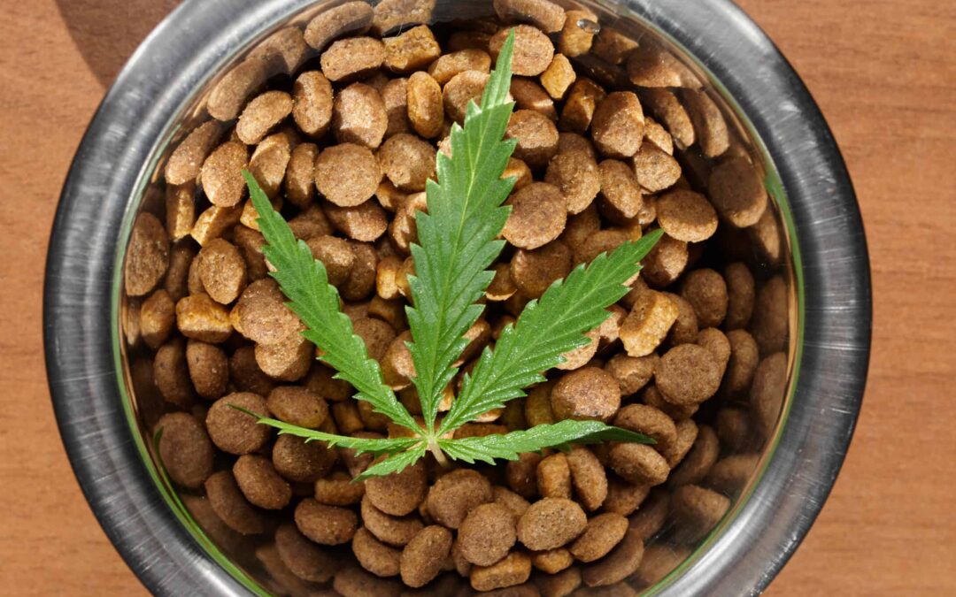 What You Need to Know About CBD for Pets