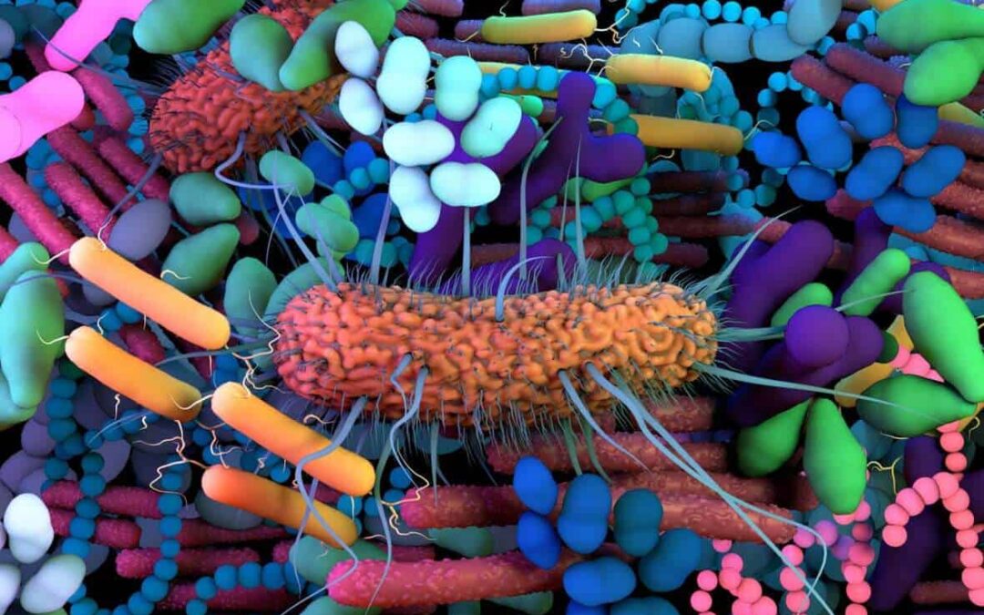 Cannabis and Gut Health: How Do They Work Together?