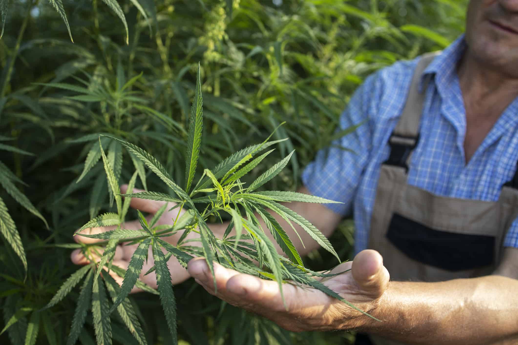 Celebrating Local Craft Cannabis Farms