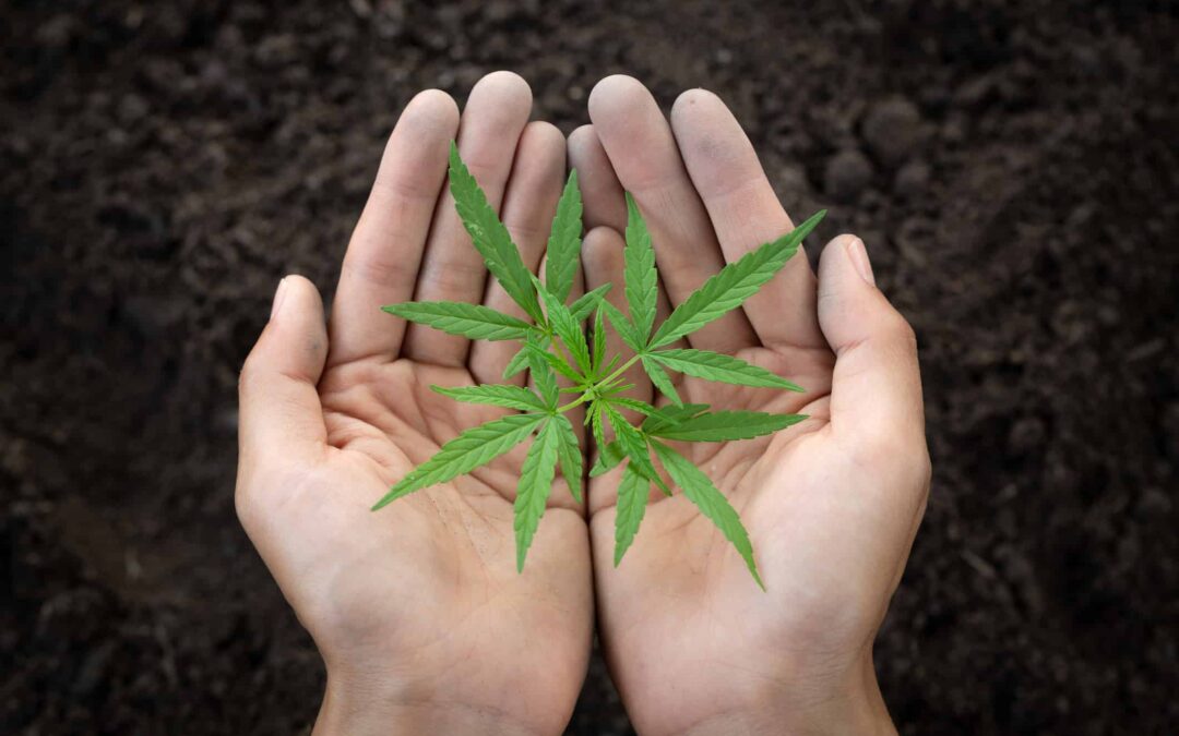Looking Toward the Future with Regenerative Cannabis Farming