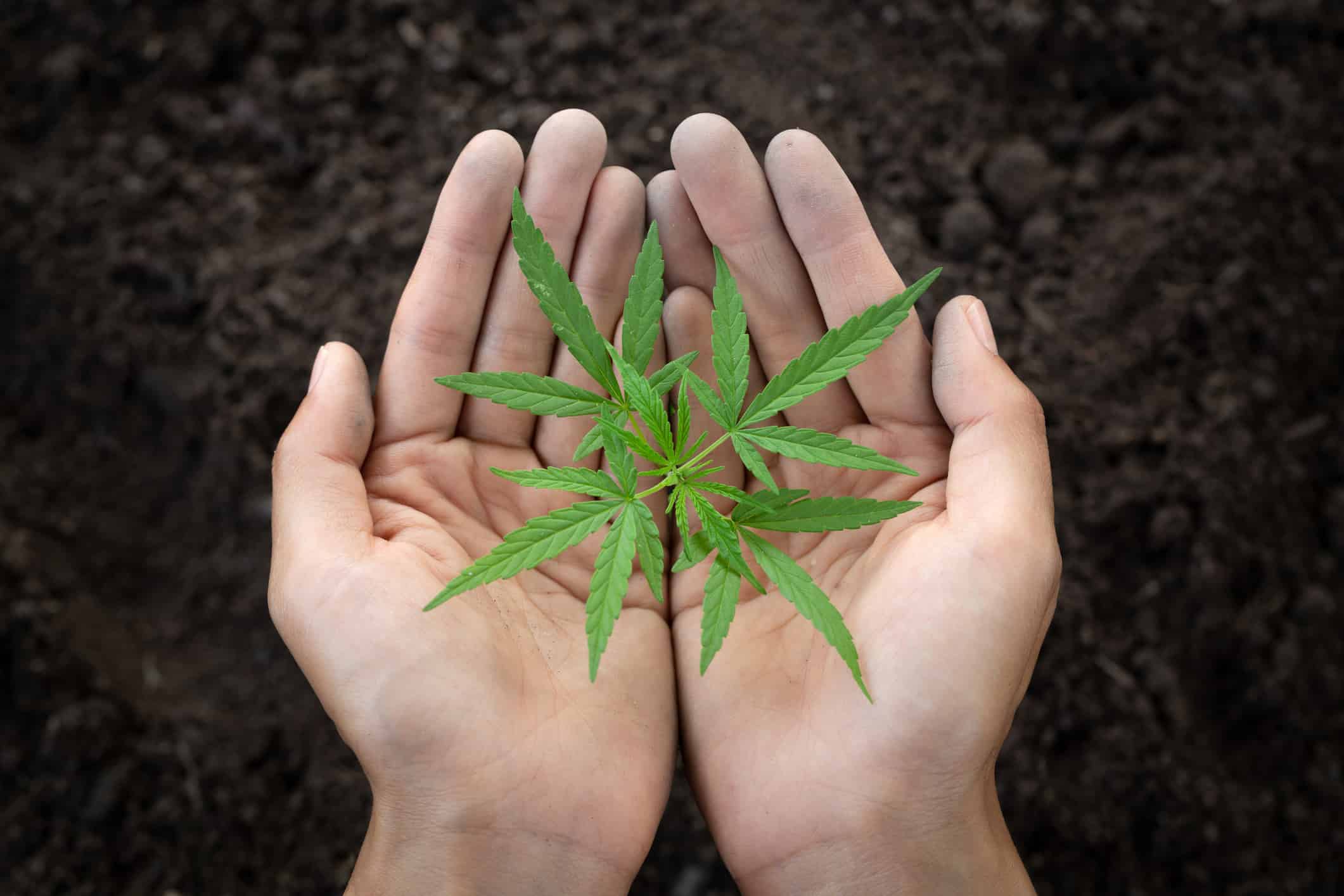 Looking Toward the Future with Regenerative Cannabis Farming