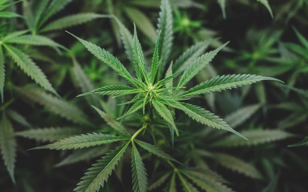 Can Cannabis Help Prevent COVID-19?