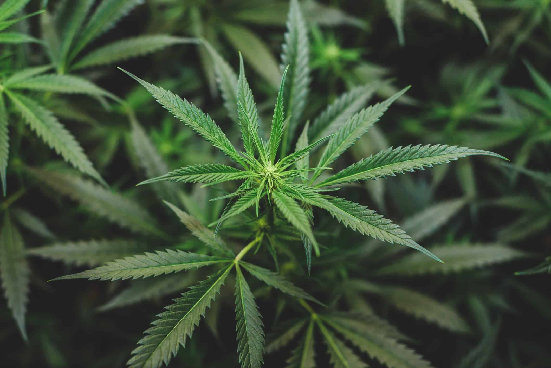 Can Cannabis Help Prevent COVID-19?