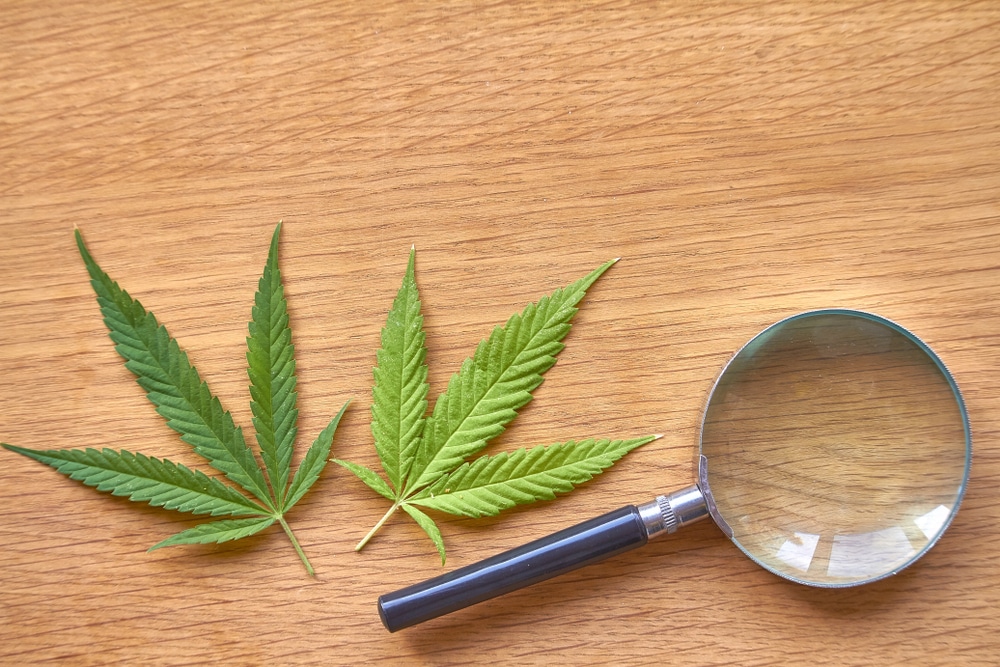 Myths About Marijuana: Debunking Canna-Myths