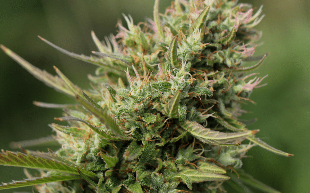 Sour Diesel Strain: Taking The High Road To Legendary Status