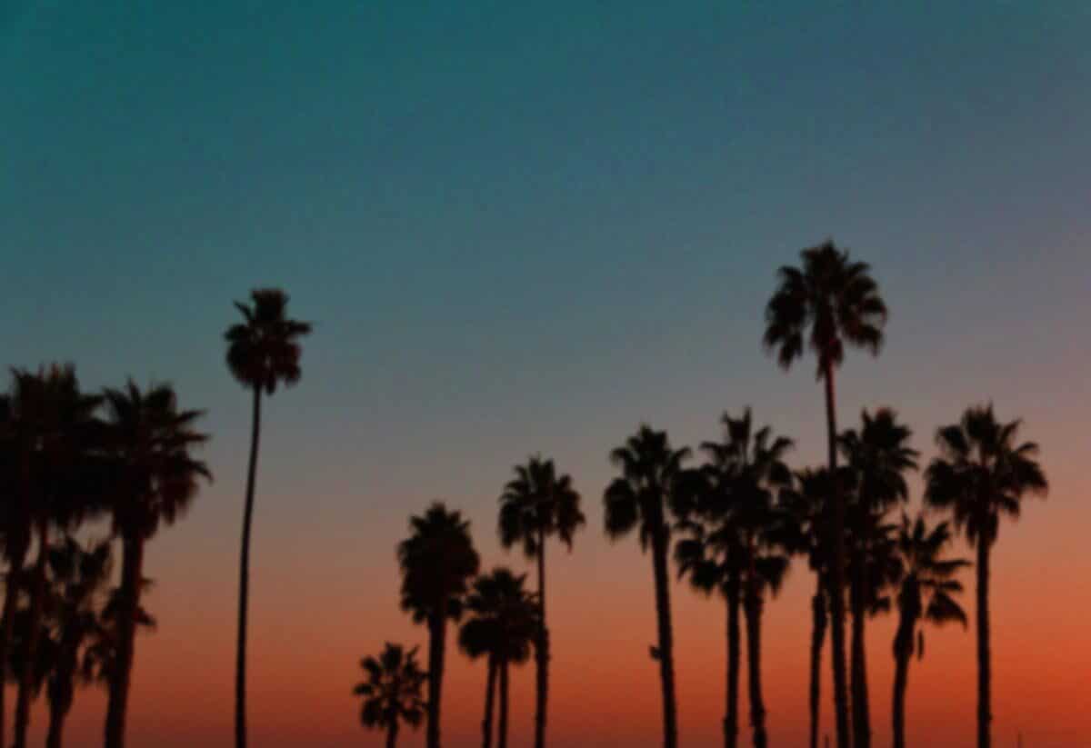 Dusk Sunset View of Palm Trees from Cornerstone Eagle Rock Dispensary and Delivery Dusk Sunset View of Palm Trees from Cornerstone Eagle Rock Dispensary and Delivery