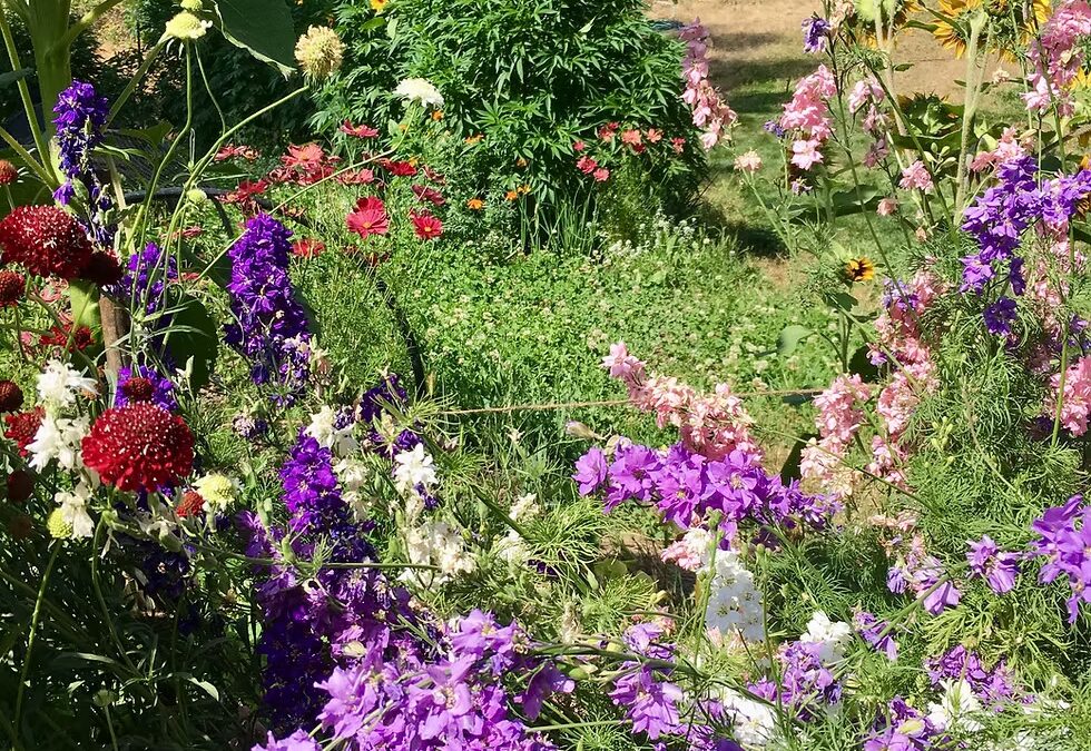 Sungrown: Better For The Planet, The Plant, And You